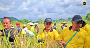 Ngerupan ngetau padi ngenegapka semangat begulai sejalai ba raban RELA Saratok