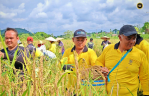 Ngerupan ngetau padi ngenegapka semangat begulai sejalai ba raban RELA Saratok