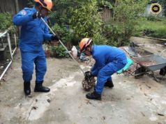 Jaran nelan manuk ngujungka ditangkap APM