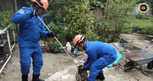 Jaran nelan manuk ngujungka ditangkap APM