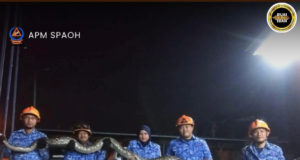 Ular sawa panjai 20 kaki ditangkap, APM Spaoh sikar sereta jampat ngereja pengawa