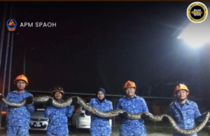 Ular sawa panjai 20 kaki ditangkap, APM Spaoh sikar sereta jampat ngereja pengawa
