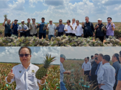 Penemuai seraya gawa Direktor Betanam Betupi Sarawak ngagai kandang enggau proses nanas ba Johor