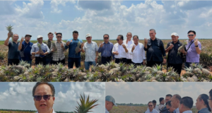 Penemuai seraya gawa Direktor Betanam Betupi Sarawak ngagai kandang enggau proses nanas ba Johor