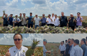 Penemuai seraya gawa Direktor Betanam Betupi Sarawak ngagai kandang enggau proses nanas ba Johor