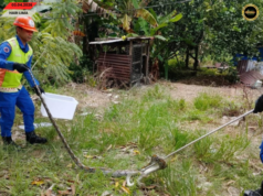 APM Sebuyau mujur nangkap ular sawa ba Kampung Arus Melayu