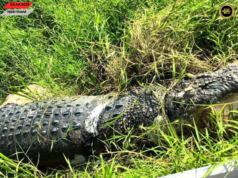 Siku baya besai pemanjai 4.8 meter ditemu mati ba tebing Sungai Segubang