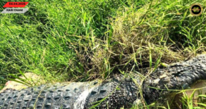 Siku baya besai pemanjai 4.8 meter ditemu mati ba tebing Sungai Segubang