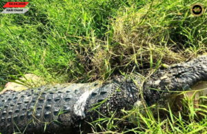 Siku baya besai pemanjai 4.8 meter ditemu mati ba tebing Sungai Segubang