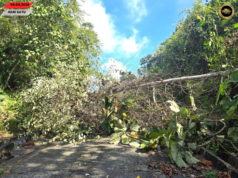 Pun kayu tumbang ba Pakan mujur dikupas sereta diperesi