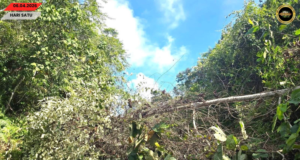 Pun kayu tumbang ba Pakan mujur dikupas sereta diperesi