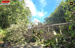 Pun kayu tumbang ba Pakan mujur dikupas sereta diperesi