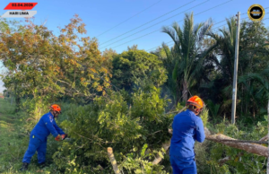 Kayu tumbang ngempang jalai ba Kampung Bakong, Oya Diputar enggau lengkas APM
