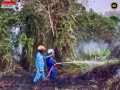 Penusah angus tanah kerapa ba Kampung Kut mujur dirara