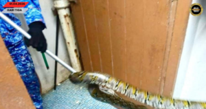 Ular Sawa Ditemu Ba Dalam Agu, APM Sarikei Jampat Mantu