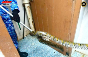 Ular Sawa Ditemu Ba Dalam Agu, APM Sarikei Jampat Mantu