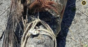 Baya lelaki pemanjai 4.11 meter dipindah ari Sungai Ladong ungkup pengelikun peranak
