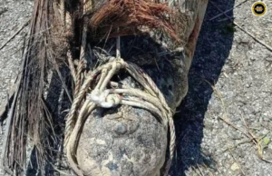 Baya lelaki pemanjai 4.11 meter dipindah ari Sungai Ladong ungkup pengelikun peranak