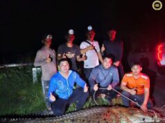 Buaya besai panjai 13 kaki berat 280 kg ditangkap ba Daro