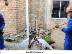 Siku ular sawa batik belalai ba tumpuk barang mujur ditangkap