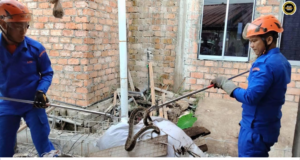 Siku ular sawa batik belalai ba tumpuk barang mujur ditangkap