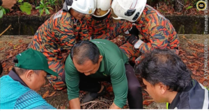 Baya Panjai Enam Kaki Dalam Parit Ditangkap Bomba Lutong