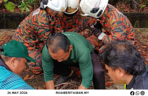 Baya Panjai Enam Kaki Dalam Parit Ditangkap Bomba Lutong