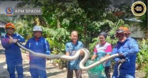 APM Spaoh nangkap ular sawa panjai 14 kaki ba Kampung Serembang