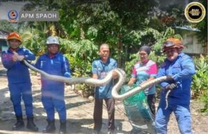APM Spaoh nangkap ular sawa panjai 14 kaki ba Kampung Serembang