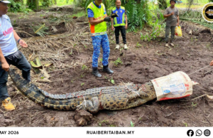 Pansut ngenyit deka nyerang,ngujungka baya bakal betapi enggau pengereja pengawa ladang sawit