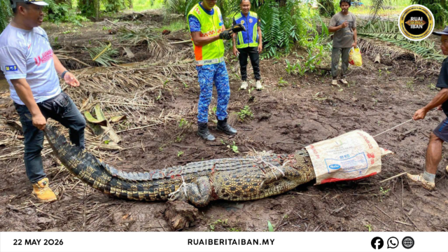 buaya