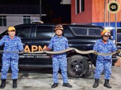 APM Bau mujur nangkap siku ular kobra pemanjai empat meter