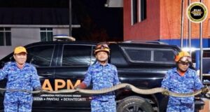 APM Bau mujur nangkap siku ular kobra pemanjai empat meter