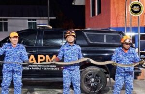 APM Bau mujur nangkap siku ular kobra pemanjai empat meter