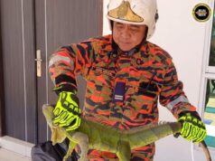 BBP Lutong mujur nangkap Mujur Iguana ti tama ke rumah ba Tudan