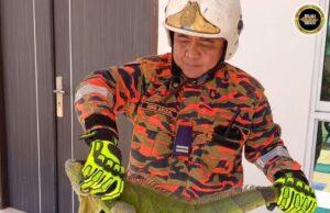 BBP Lutong mujur nangkap Mujur Iguana ti tama ke rumah ba Tudan
