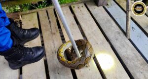 Siku ular sawa urung 1.3 meter pemanjai mujur ditangkap