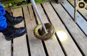 Siku ular sawa urung 1.3 meter pemanjai mujur ditangkap
