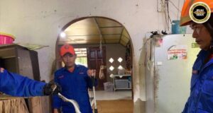 Siku ular sawa tiga (3) kaki ba baruh almari dapur mujur ditangkap