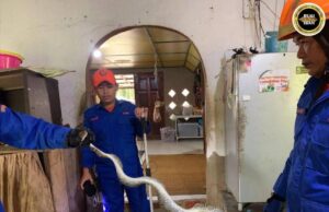 Siku ular sawa tiga (3) kaki ba baruh almari dapur mujur ditangkap