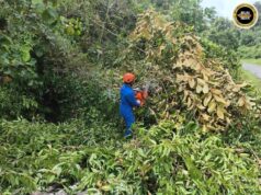 Penusah kayu tumbang ngempang Jalai Wak mujur diputar enggau lengkas