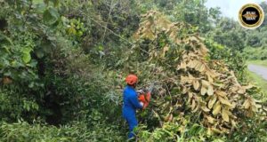 Penusah kayu tumbang ngempang Jalai Wak mujur diputar enggau lengkas