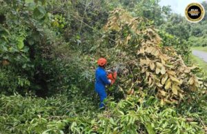 Penusah kayu tumbang ngempang Jalai Wak mujur diputar enggau lengkas