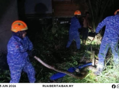 Ular sawa panjai 15 kaki mujur ditangkap ba Kampung Debak Laut