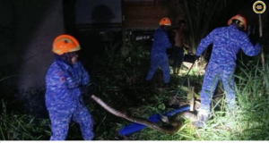 Ular sawa panjai 15 kaki mujur ditangkap ba Kampung Debak Laut