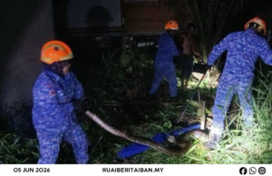 Ular sawa panjai 15 kaki mujur ditangkap ba Kampung Debak Laut