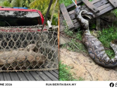 Raban bomba nangkap ular sawa 100kg ti makai siku kambin