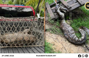 Raban bomba nangkap ular sawa 100kg ti makai siku kambin