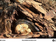Ular Sawa enggau 14 Igi Telu Ditangkap ba Kawasan Kilang