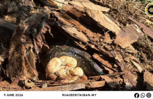 Ular Sawa enggau 14 Igi Telu Ditangkap ba Kawasan Kilang